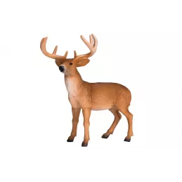 Venado de cola blanca