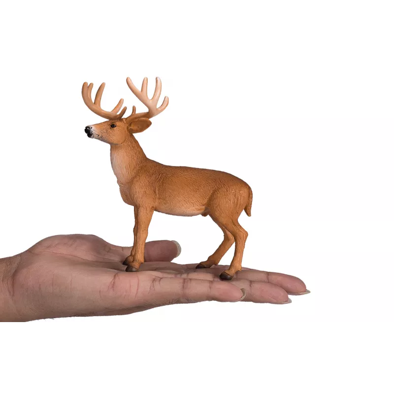 Venado de cola blanca