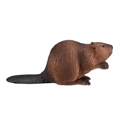 castor