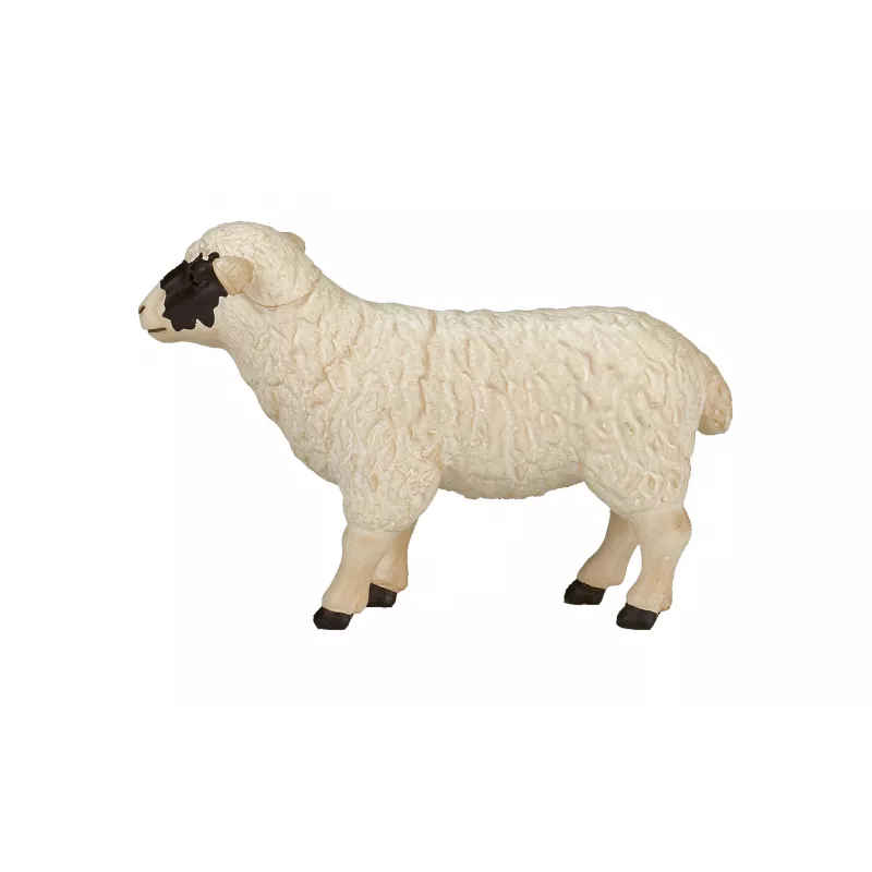 Oveja de cabeza negra