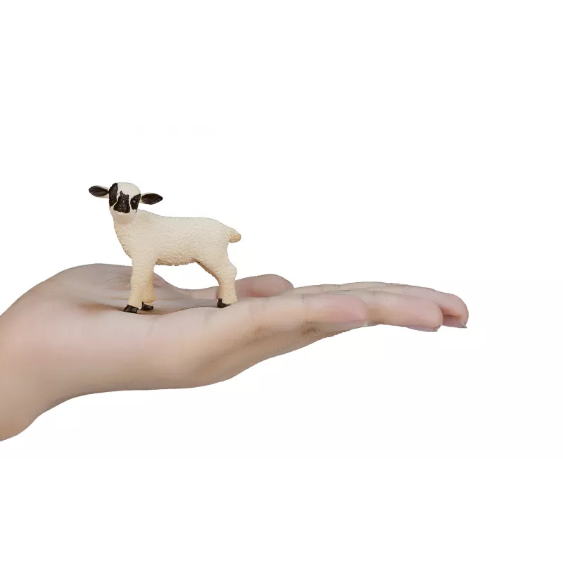 Cordero Oveja Cabeza Negra