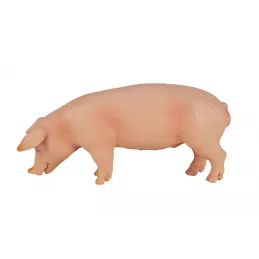 cerdo comiendo