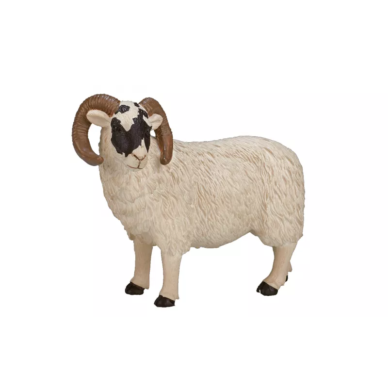 Carnero de cabeza negra