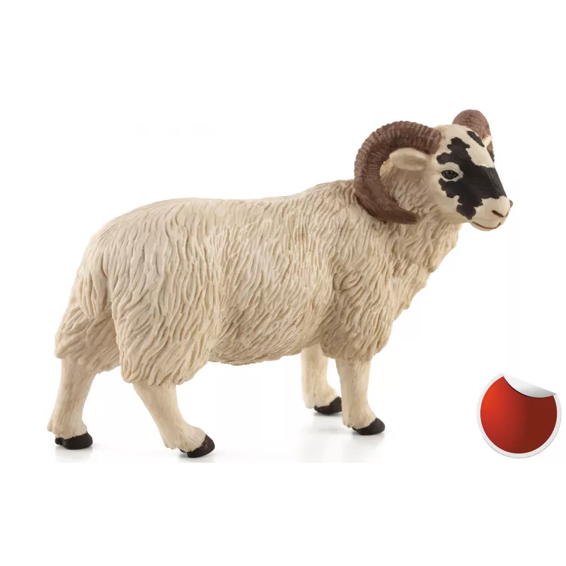 Carnero de cabeza negra