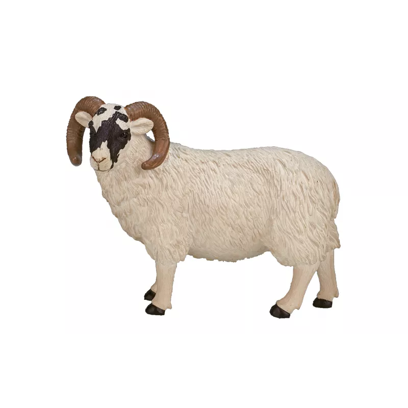 Carnero de cabeza negra