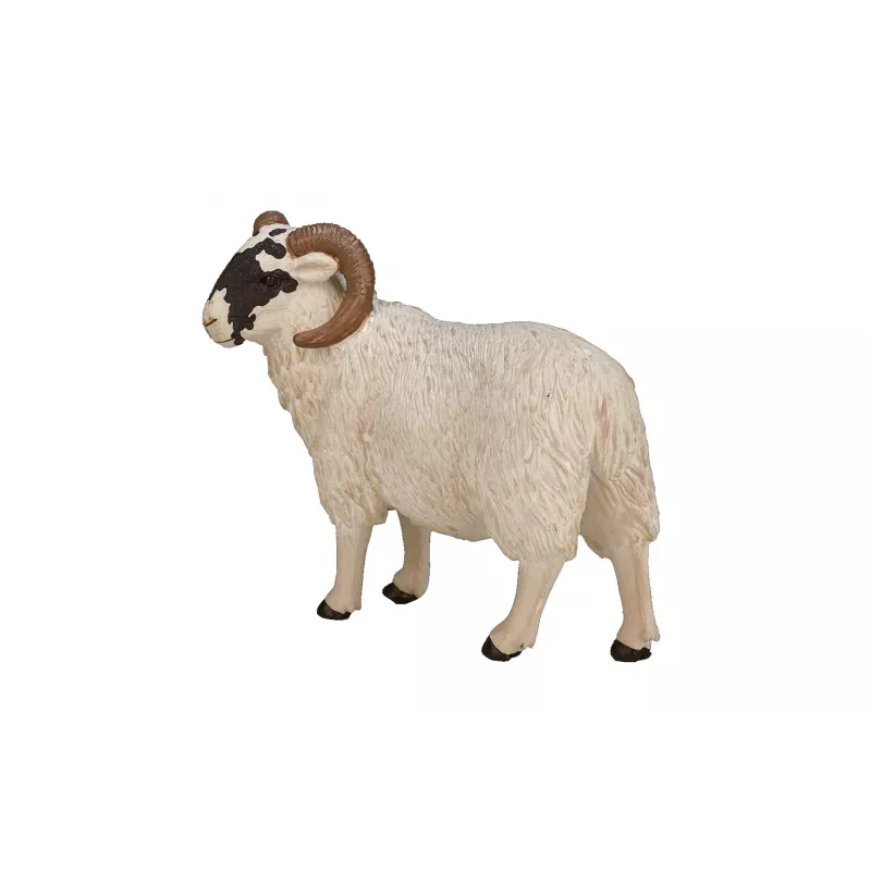 Carnero de cabeza negra