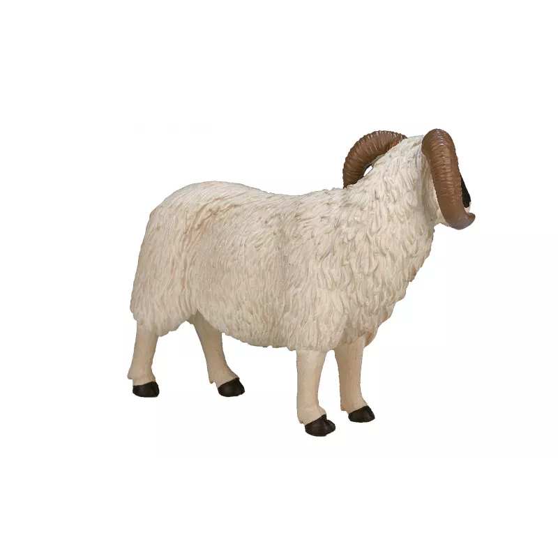 Carnero de cabeza negra