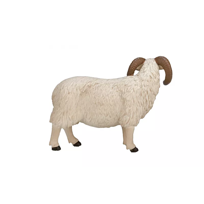 Carnero de cabeza negra