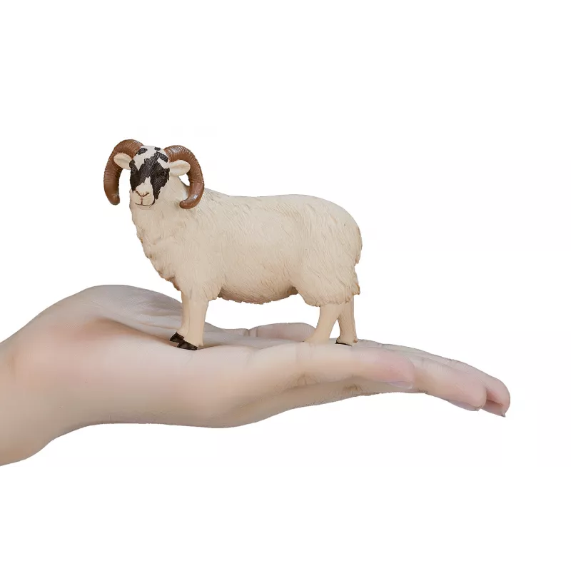 Carnero de cabeza negra