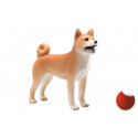 Shiba Inu