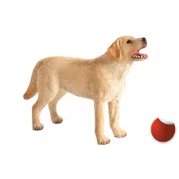 Labrador