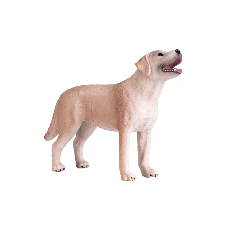 Labrador