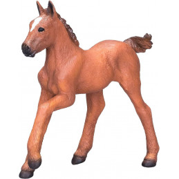 Potro árabe Castaño