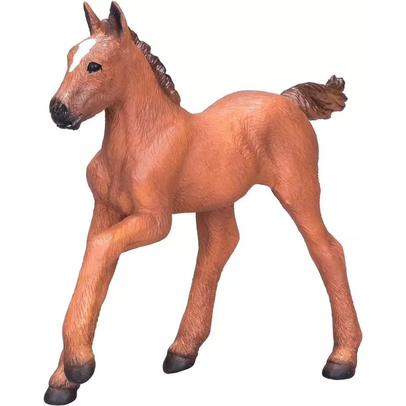 Potro árabe Castaño