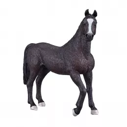Semental Arabe negro