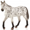 Semental Appaloosa