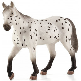 Semental Appaloosa