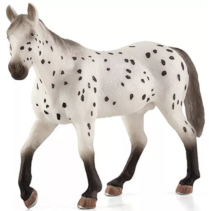Semental Appaloosa