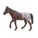 Semental Appaloosa Castaño