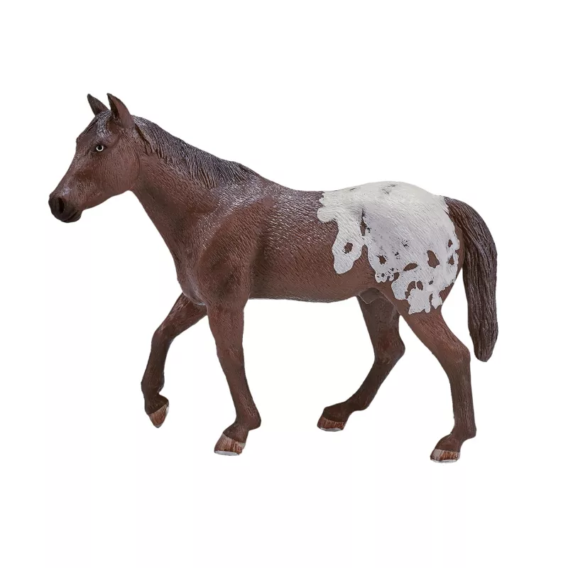 Semental Appaloosa Castaño