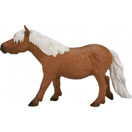 Shetland Pony