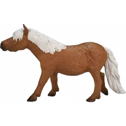 Shetland Pony