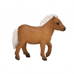 Shetland Pony