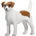 Jack Russell Terrier