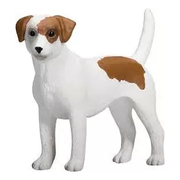 Jack Russell Terrier