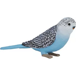 Periquito Azul