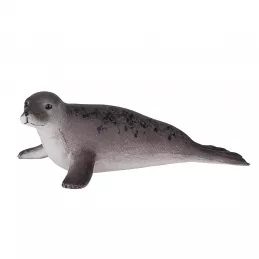 Foca