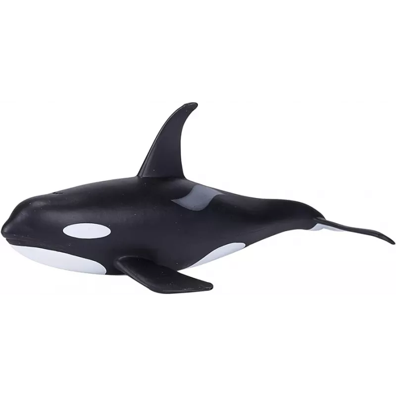 Orca macho