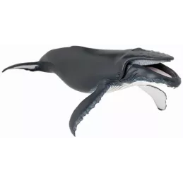 Ballena Jorobada grande