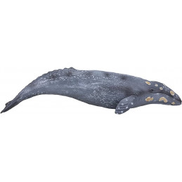 Ballena Gris