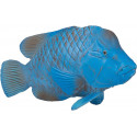 Groper azul