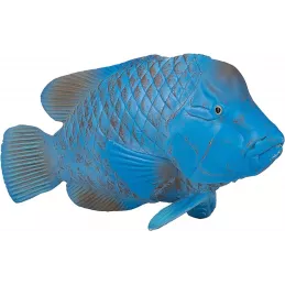Groper azul