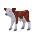 Ternero Hereford