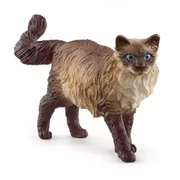 Gato ragdoll