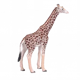 Jirafa Macho