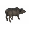 Buffalo