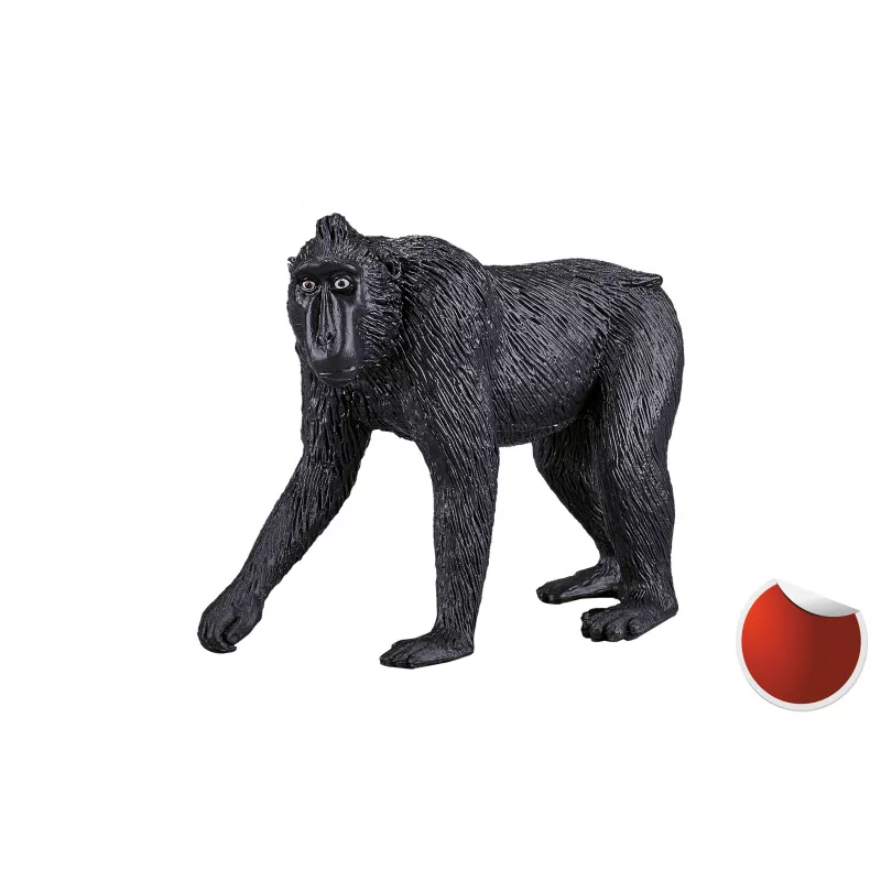 macaco crestado negro