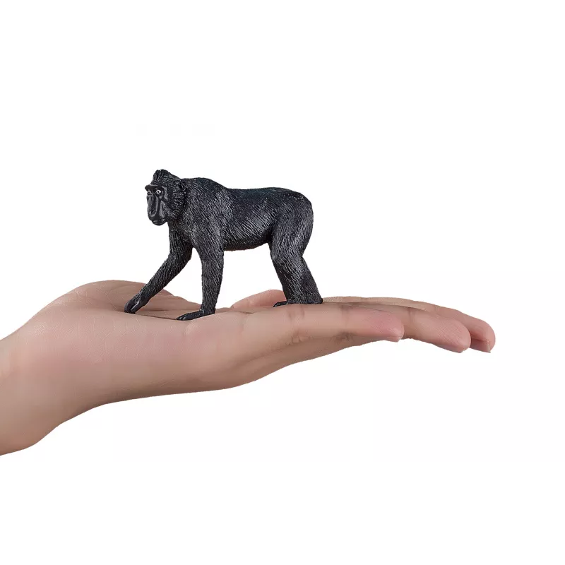 macaco crestado negro