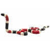 Serpiente Coral