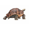 Tortuga gigante