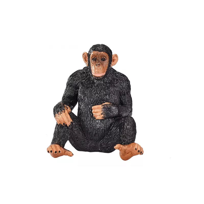 Chimpancé