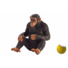 Chimpancé